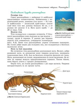 Членистоногі тварини. Ракоподібні
33
особливості будови ракоподібних
Розміри тіла
Серед ракоподібних є найменші й найбільші
представники членистоногих. Найменшим є па-
разитичний рачок, довжина тіла якого — 0,1 мм.
А найбільшим — японський краб-павук: власне
саме його тіло має дожину близько 45 см, а от
розмах ніг досягає 4 м. Вага цього краба — до
20 кг (мал. 8.2).
Відділи тіла
Тіло складається з окремих сегментів. У біль-
шості ракоподібних воно поділене на три відділи —
голову, груди й черевце. У деяких два перших
відділи тіла зливаються, утворюючи головогруди
(мал. 8.3). Зовні тіло ракоподібних укрите хітиновим панциром.
На голові добре видно два складних ока, які складаються з багатьох
маленьких вічок.
Ноги та їхні видозміни
На сегментах тіла ракоподібних розташовані ноги. Великі, добре
розвинені ноги, за допомогою яких тварина рухається, називають
ходильними (мал. 8.3). Але на багатьох сегментах функція ніг інша.
Ноги, розташовані на голові, видозмінилися й стали щелепами. До ні-
жок на черевці можуть прикріплюватися ікринки. Таким чином,
вони беруть участь у процесі розмноження.
Окрім того, на голові ракоподібних є дві пари вусиків. Тварини
використовують їх як органи чуття.використовують їх як органи чуття.
Мал.8.3.Зовнішня будова рака
Довгі вуса
Клешні (перша пара
ходильних ніг)
Короткі вуса
Ходильні ногиХвостовий плавець
Головогруди
Черевце
Черевні
плавальні ніжки
Мал.8.2. Найбільший пред-
ставник ракоподібних —
японський краб-павук
www.e-ranok.com.ua
 