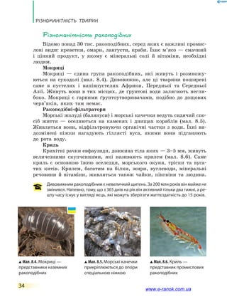 Різноманітність тварин
34
Різноманітність ракоподібних
Відомо понад 30 тис. ракоподібних, серед яких є важливі промис-
лові види: креветки, омари, лангусти, краби. Їхнє м’ясо — смачний
і цінний продукт, у якому є мінеральні солі й вітаміни, необхідні
людям.
Мокриці
Мокриці — єдина група ракоподібних, які живуть і розмножу-
ються на суходолі (мал. 8.4). Дивовижно, але ці тварини поширені
саме в пустелях і напівпустелях Африки, Передньої та Середньої
Азії. Живуть вони в тих місцях, де ґрунтові води залягають негли-
боко. Мокриці є гарними ґрунтоутворювачами, подібно до дощових
черв’яків, яких там немає.
Ракоподібні-фільтратори
Морські жолуді (балянуси) і морські качечки ведуть сидячий спо-
сіб життя — оселяються на каменях і днищах кораблів (мал.  8.5).
Живляться вони, відфільтровуючи органічні частки з води. Їхні ви-
дозмінені ніжки нагадують гіллясті вуса, якими вони підганяють
до рота воду.
Криль
Крихітні рачки евфаузиди, довжина тіла яких — 3–5 мм, живуть
величезними скупченнями, які називають крилем (мал. 8.6). Саме
криль є основною їжею оселедця, морського окуня, тріски та вуса-
тих китів. Крилем, багатим на білки, жири, вуглеводи, мінеральні
речовини й вітаміни, живляться також чайки, пінгвіни та людина.
Дивовижним ракоподібним є невеличкий щитень. За 200 млн років він майже не
змінився. Напевно, тому, що з 365 днів на рік він активний тільки два тижні, а ре-
шту часу існує у вигляді яєць, які можуть зберігати життєздатність до 15 років.
Мал. 8.6. Криль —
представник промислових
ракоподібних
Мал. 8.4. Мокриці —
представники наземних
рако­подібних
Мал. 8.5. Морські качечки
прикріплюються до опори
спеціальною ніжкою
www.e-ranok.com.ua
 