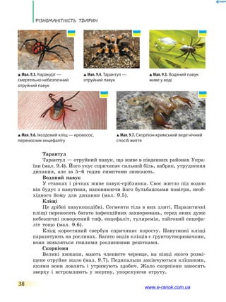 Різноманітність тварин
38
Тарантул
Тарантул — отруйний павук, що живе в південних районах Укра-
їни (мал. 9.4). Його укус спричиняє сильний біль, набряк, утруднення
дихання, але за 5–6 годин симптоми зникають.
Водяний павук
У ставках і річках живе павук-сріблянка. Своє житло під водою
він будує з павутини, наповнюючи його бульбашками повітря, необ-
хідного йому для дихання (мал. 9.5).
Кліщі
Це дрібні павукоподібні. Сегменти тіла в них злиті. Паразитичні
кліщі переносять багато інфекційних захворювань, серед яких дуже
небезпечні поворотний тиф, енцефаліт, туляремія, тайговий енцефа-
літ тощо (мал. 9.6).
Кліщ коростяний свербун спричиняє коросту. Павутинні кліщі
паразитують на рослинах. Багато видів кліщів є ґрунтоутворювачами,
вони живляться гнилими рослинними рештками.
Скорпіони
Великі хижаки, мають членисте черевце, на кінці якого розмі-
щене отруйне жало (мал. 9.7). Педипальпи закінчуються клішнями,
якими вони ловлять і утримують здобич. Жало скорпіони заносять
зверху і встромляють у жертву, упорскуючи отруту.
Мал. 9.3. Каракурт —
смертельно небезпечний
отруйний павук
Мал. 9.6. Іксодовий кліщ — кровосос,
переносник енцефаліту
Мал. 9.4. Тарантул —
отруйний павук
Мал. 9.7. Скорпіон кримський веде нічний
спосіб життя
Мал. 9.5. Водяний павук
живе у воді
www.e-ranok.com.ua
 