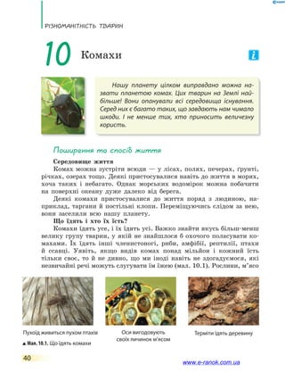 РізноманіТнісТь ТВаРин
40
Нашу планету цілком виправдано можна на-
звати планетою комах. Цих тварин на Землі най-
більше! Вони опанували всі середовища існування.
Серед них є багато таких, що завдають нам чимало
шкоди. І не менше тих, хто приносить величезну
користь.
10 Комахи
Поширення та спосіб життя
Середовище життя
Комах можна зустріти всюди — у лісах, полях, печерах, ґрунті,
річках, озерах тощо. Деякі пристосувалися навіть до життя в морях,
хоча таких і небагато. Однак морських водомірок можна побачити
на поверхні океану дуже далеко від берега.
Деякі комахи пристосувалися до життя поряд з людиною, на-
приклад, таргани й постільні клопи. Переміщуючись слідом за нею,
вони заселили всю нашу планету.
Що їдять і хто їх їсть?
Комахи їдять усе, і їх їдять усі. Важко знайти якусь більш-менш
велику групу тварин, у якій не знайшлося б охочого поласувати ко-
махами. Їх їдять інші членистоногі, риби, амфібії, рептилії, птахи
й ссавці. Уявіть, якщо видів комах понад мільйон і кожний їсть
тільки своє, то й не дивно, що ми іноді навіть не здогадуємося, які
незвичайні речі можуть слугувати їм їжею (мал. 10.1). Рослини, м’ясо
Оси вигодовують
своїх личинок м’ясом
Мал. 10.1. Що їдять комахи
Пухоїд живиться пухом птахів Терміти їдять деревину
www.e-ranok.com.ua
 