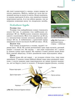 Комахи
41
або інші членистоногі в «меню» комах навряд чи
когось здивують. Мабуть, майже всі чули про по-
живний нектар та пилок із квітів. Якщо подумати,
то можна пригадати й міль, яка живиться нашим
шерстяним одягом. А от що дійсно вражає, так це
поїдання комахами воску чи лікарських засобів.
особливості будови
Розміри тіла
Розміри тіла найдрібніших комах становлять
усього 0,2 мм. А довжина тіла найбільших пе-
ревищує 30 см. Найбільшою комахою вважають
одного з паличників. Його тіло виростає до 35 см,
а з витягнутими ногами загальна довжина пере-
вищує 50 см. А найменшим є крихітний їздець
завдовжки всього-на-всього 0,139 мм (мал. 10.2).
Відділи тіла
Тіло комах складається з голови, грудей і че-
ревця (мал. 10.3). На голові розташовані одна пара вусиків, ротовий
апарат і складні очі. На грудях — три пари ходильних ніг і крила
(у деяких комах крил немає). На черевці в самок деяких видів може
бути довгий яйцеклад. З його допомогою вони відкладають яйця.
Крила
Крила (одна або дві пари) — це складки стінки тіла, тому вони
двошарові. У деяких комах (бабки) обидві пари крил розвинені одна-
ково, у жуків передня пара перетворилася на тверді захисні надкри-
ла, які не беруть участі в польоті. Є безкрилі форми (блохи, клопи).
Око
Мал.10.2. Паличник —
найбільша комаха,
а їздець — найменша
Мал. 10.3. Зовнішня будова комахи
Голова
Черевце
Груди
Ходильні ноги
Вусик-антена
Перша пара крил
Друга пара крил
www.e-ranok.com.ua
 
