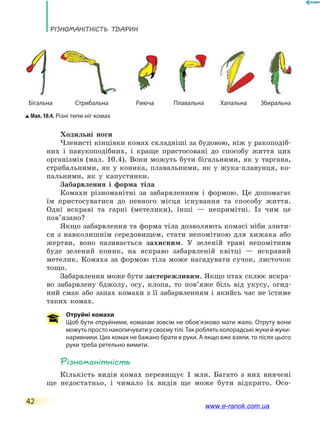 Різноманітність тварин
42
Ходильні ноги
Членисті кінцівки комах складніші за будовою, ніж у ракоподіб-
них і павукоподібних, і краще пристосовані до способу життя цих
організмів (мал. 10.4). Вони можуть бути бігальними, як у таргана,
стрибальними, як у коника, плавальними, як у жука-плавунця, ко-
пальними, як у капустянки.
Забарвлення і форма тіла
Комахи різноманітні за забарвленням і формою. Це допомагає
їм пристосуватися до певного місця існування та способу життя.
Одні яскраві та гарні (метелики), інші — непримітні. Із чим це
пов’я­зано?
Якщо забарвлення та форма тіла дозволяють комасі ніби злити-
ся з навколишнім середовищем, стати непомітною для хижака або
жертви, воно називається захисним. У зеленій траві непомітним
буде зелений коник, на яскраво забарвленій квітці — яскравий
метелик. Комаха за формою тіла може нагадувати сучок, листочок
тощо.
Забарвлення може бути застережливим. Якщо птах склює яскра-
во забарвлену бджолу, осу, клопа, то пов’яже біль від укусу, огид-
ний смак або запах комахи з її забарвленням і якийсь час не їстиме
таких комах.
Отруйні комахи
Щоб бути отруйними, комахам зовсім не обов’язково мати жало. Отруту вони
можуть просто накопичувати у своєму тілі. Так роблять колорадські жуки й жуки-
наривники. Цих комах не бажано брати в руки. А якщо вже взяли, то після цього
руки треба ретельно вимити.
Різноманітність
Кількість видів комах перевищує 1 млн. Багато з них вивчені
ще недостатньо, і чимало їх видів ще може бути відкрито. Осо-
Мал. 10.4. Різні типи ніг комах
	Бігальна	 Стрибальна	 Риюча	 Плавальна	 Хапальна	 Збиральна
www.e-ranok.com.ua
 