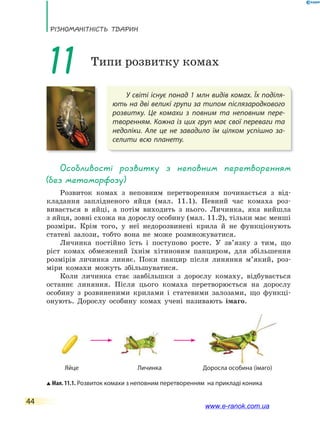 РізноманіТнісТь ТВаРин
44
У світі існує понад 1 млн видів комах. Їх поділя-
ють на дві великі групи за типом післязародкового
розвитку. Це комахи з повним та неповним пере-
творенням. Кожна із цих груп має свої переваги та
недоліки. Але це не завадило їм цілком успішно за-
селити всю планету.
11 Типи розвитку комах
особливості розвитку з неповним перетворенням
(без метаморфозу)
Розвиток комах з неповним перетворенням починається з від-
кладання заплідненого яйця (мал. 11.1). Певний час комаха роз-
вивається в яйці, а потім виходить з нього. Личинка, яка вийшла
з яйця, зовні схожа на дорослу особину (мал. 11.2), тільки має менші
розміри. Крім того, у неї недорозвинені крила й не функціонують
статеві залози, тобто вона не може розмножуватися.
Личинка постійно їсть і поступово росте. У зв’язку з тим, що
ріст комах обмежений їхнім хітиновим панциром, для збільшення
розмірів личинка линяє. Поки панцир після линяння м’який, роз-
міри комахи можуть збільшуватися.
Коли личинка стає завбільшки з дорослу комаху, відбувається
останнє линяння. Після цього комаха перетворюється на дорослу
особину з розвиненими крилами і статевими залозами, що функці-
онують. Дорослу особину комах учені називають імаго.
Мал. 11.1. Розвиток комахи з неповним перетворенням на прикладі коника
Яйце Личинка Доросла особина (імаго)
www.e-ranok.com.ua
 