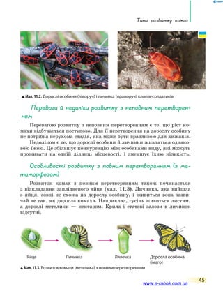 Типи розвитку комах
45
Переваги й недоліки розвитку з неповним перетворен-
ням
Перевагою розвитку з неповним перетворенням є те, що ріст ко-
махи відбувається поступово. Для її перетворення на дорослу особину
не потрібна нерухома стадія, яка може бути вразливою для хижаків.
Недоліком є те, що дорослі особини й личинки живляться однако-
вою їжею. Це збільшує конкуренцію між особинами виду, які можуть
проживати на одній ділянці місцевості, і зменшує їхню кількість.
Особливості розвитку з повним перетворенням (з ме-
таморфозом)
Розвиток комах з повним перетворенням також починається
з  відкладання заплідненого яйця (мал. 11.3). Личинка, яка вийшла
з  яйця, зовні не схожа на дорослу особину, і живиться вона зазви-
чай не так, як доросла комаха. Наприклад, гусінь живиться листям,
а  дорослі метелики — нектаром. Крила і статеві залози в личинок
відсутні.
Яйце Личинка Лялечка Доросла особина
(імаго)
Мал. 11.2. Дорослі особини (ліворуч) і личинка (праворуч) клопів-солдатиків
Мал.11.3. Розвиток комахи (метелика) з повним перетворенням
www.e-ranok.com.ua
 