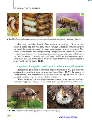 Різноманітність тварин
46
Личинка постійно їсть і збільшується в розмірах. Вона також
линяє і росте під час линянь. Коли розміри личинки наближаються
до розмірів дорослої комахи, вона перетворюється на лялечку. Ля-
лечка є нерухомою стадією розвитку. Усередині неї більшість тканин
і клітин розчиняються і слугують джерелом живлення для небагатьох
клітин, які формують тіло дорослої комахи. Після формування дорос-
лого тіла комаха виходить з лялечки вже здатною до  розмноження
(у вигляді імаго) (мал. 11.4).
Переваги й недоліки розвитку з повним перетворенням
Перевагою розвитку з повним перетворенням є те, що дорослі
особини й личинки живляться різною їжею (мал. 11.5). Це зменшує
конкуренцію між особинами виду, які можуть проживати на одній
ділянці місцевості, і збільшує їхню кількість.
Недоліком є те, що для перетворення личинки на дорослу особину
потрібна нерухома стадія, яка може бути вразливою для хижаків.
Мал. 11.5. Доросла особина (ліворуч) і личинка (праворуч) хруща
Мал. 11.4. Личинка (ліворуч), лялечки (посередині) та доросла особина (праворуч) бджоли
www.e-ranok.com.ua
 