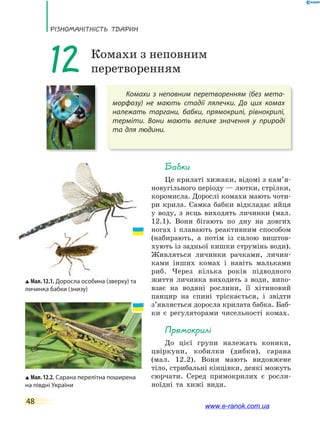 РізноманіТнісТь ТВаРин
48
Комахи з неповним перетворенням (без мета-
морфозу) не мають стадії лялечки. До цих комах
належать таргани, бабки, прямокрилі, рівнокрилі,
терміти. Вони мають велике значення у природі
та для людини.
12 Комахи з неповним
перетворенням
Бабки
Це крилаті хижаки, відомі з кам’я-
новугільного періоду — лютки, стрілки,
коромисла. Дорослі комахи мають чоти-
ри крила. Самка бабки відкладає яйця
у воду, з яєць виходять личинки (мал.
12.1). Вони бігають по дну на довгих
ногах і плавають реактивним способом
(набирають, а потім із силою виштов-
хують із задньої кишки струмінь води).
Живляться личинки рачками, личин-
ками інших комах і навіть мальками
риб. Через кілька років підводного
життя личинка виходить з води, випо-
взає на водяні рослини, її хітиновий
панцир на спині тріскається, і звідти
з’являється доросла крилата бабка. Баб-
ки є регуляторами чисельності комах.
Прямокрилі
До цієї групи належать коники,
цвіркуни, кобилки (дибки), сарана
(мал. 12.2). Вони мають видовжене
тіло, стрибальні кінцівки, деякі можуть
сюрчати. Серед прямокрилих є росли-
ноїдні та хижі види.
Мал. 12.1. Доросла особина (зверху) та
личинка бабки (знизу)
Мал. 12.2. Cарана перелітна поширена
на півдні України
www.e-ranok.com.ua
 