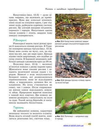 Комахи з неповним перетворенням
49
Капустянка (мал. 12.3) — дуже ці-
кава тварина, що належить до прямо-
крилих. Вона має копальні кінцівки,
зовні схожі на кінцівки крота, і риє під-
земні ходи, руйнуючи кореневу систему
рослин. Це злісний шкідник ягідників,
парників і городів. Капустянка здатна
також плавати і літати, завдяки чому
швидко поширюється.
Рівнокрилі
Рівнокрилі мають сисні ротові орга-
ни й живляться соками рослин. В Укра-
їні поширена цикада гірська (мал. 12.4).
Зовні вона схожа на муху, але, на від-
міну від неї, має дві пари крил. Цикада
відома своїм цвірчанням, яке подібне до
співу птахів. В Індонезії мешкають най-
більші цикади з розмахом крил до 18 см.
Попелиці (мал. 12.5) — маленькі
м’якотілі комахи з двома парами крил.
Живляться вони соками рослин і за-
вдають величезної шкоди садам і го-
родам. Навесні з яєць вилуплюються
безкрилі самки, які розмножуються
партеногенезом: вони не відкладають
яйця, а  народжують личинок без за-
пліднення. На  осінь з’являються як
самці, так і  самки. Після спаровуван-
ня восени самки відкладають зимую-
чі яйця. Природним ворогом попелиці
є  хижий жук сонечко. Цю комаху на-
вмисно розводять і випускають на поля
та сади. Такий метод боротьби зі шкід-
ником називають біологічним.
Таргани
Це найдавніші комахи, характерні
мешканці теплого та вологого клімату.
Вони ведуть нічний спосіб життя, жив-
ляться рештками їжі, сміттям тощо.
Мал. 12.3. Капустянка (вовчок) завдає
великої шкоди сільськогосподарським
рослинам
Мал. 12.4. Цикада гірська «співає» вдень
за ясної погоди
Мал. 12.5. Попелиці — шкідники саду
й городу
www.e-ranok.com.ua
 