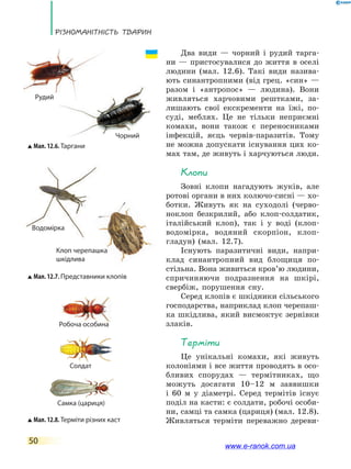 Різноманітність тварин
50
Два види — чорний і рудий тарга-
ни — пристосувалися до життя в оселі
людини (мал. 12.6). Такі види назива-
ють синантропними (від грец. «син» —
разом і «антропос» — людина). Вони
живляться харчовими рештками, за-
лишають свої екскременти на їжі, по-
суді, меблях. Це не тільки неприємні
комахи, вони також є переносниками
інфекцій, яєць червів-паразитів. Тому
не можна допускати існування цих ко-
мах там, де живуть і харчуються люди.
Клопи
Зовні клопи нагадують жуків, але
ротові органи в них колючо-сисні — хо-
ботки. Живуть як на суходолі (черво-
ноклоп безкрилий, або клоп-солдатик,
італійський клоп), так і у воді (клоп-
водомірка, водяний скорпіон, клоп-
гладун) (мал. 12.7).
Існують паразитичні види, напри-
клад синантропний вид блощиця по-
стільна. Вона живиться кров’ю людини,
спричиняючи подразнення на шкірі,
свербіж, порушення сну.
Серед клопів є шкідники сільського
господарства, наприклад клоп черепаш-
ка шкідлива, який висмоктує зернівки
злаків.
Терміти
Це унікальні комахи, які живуть
колоніями і все життя проводять в осо-
бливих спорудах — термітниках, що
можуть досягати 10–12 м заввишки
і  60 м у діаметрі. Серед термітів існує
поділ на касти: є солдати, робочі особи-
ни, самці та самка (цариця) (мал. 12.8).
Живляться терміти переважно дереви-
Мал. 12.7. Представники клопів
Мал. 12.6. Таргани
Мал. 12.8. Терміти різних каст
Чорний
Водомірка
Робоча особина
Солдат
Самка (цариця)
Рудий
Клоп черепашка
шкідлива
www.e-ranok.com.ua
 