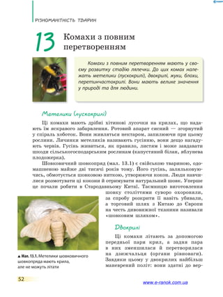 РізноманіТнісТь ТВаРин
52
Комахи з повним перетворенням мають у сво-
єму розвитку стадію лялечки. До цих комах нале-
жать метелики (лускокрилі), двокрилі, жуки, блохи,
перетинчастокрилі. Вони мають велике значення
у природі та для людини.
13 Комахи з повним
перетворенням
метелики (лускокрилі)
Ці комахи мають дрібні хітинові лусочки на крилах, що нада-
ють їм яскравого забарвлення. Ротовий апарат сисний — згорнутий
у спіраль хоботок. Вони живляться нектаром, запилюючи при цьому
рослини. Личинки метеликів називають гусінню, вони дещо нагаду-
ють червів. Гусінь живиться, як правило, листям і може завдавати
шкоди сільськогосподарським рослинам (капустяний білан, яблунева
плодожерка).
Шовковичний шовкопряд (мал. 13.1) є свійською твариною, одо-
машненою майже дві тисячі років тому. Його гусінь, заляльковую-
чись, обмотується шовковою ниткою, утворюючи кокон. Люди навчи-
лися розмотувати ці кокони й отримувати натуральний шовк. Уперше
це почали робити в Стародавньому Китаї. Таємницю виготовлення
шовку століттями суворо охороняли,
за спробу розкрити її навіть убивали,
а торговий шлях з Китаю до Європи
на честь дивовижної тканини називали
«шовковим шляхом».
двокрилі
Ці комахи літають за допомогою
передньої пари крил, а задня пара
в них зменшилася й перетворилася
на дзижчальця (органи рівноваги).
Завдяки цьому у двокрилих найбільш
маневрений політ: вони здатні до вер-
Мал.13.1.Метелики шовковичного
шовкопряда мають крила,
але не можуть літати
www.e-ranok.com.ua
 