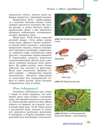 Комахи з  повним перетворенням
53
тикального зльоту, можуть різко на-
бирати швидкість і змінювати напрям.
Комарі (мал. 13.2) — дрібні двокри-
лі з довгими тонкими ногами. Самці
комарів живляться нектаром або сока-
ми рослин, а  самки багатьох видів є
кровососами. Деякі з них переносять
збудників небезпечних захворювань:
малярії, філяріозу тощо.
Мухи (мал. 13.3) мають лижучий
ротовий апарат. Усім добре відома
хатня муха. Дорослі комахи живлять-
ся різною їжею, включно з харчовими
продуктами людини, можуть поширю-
вати збудників дизентерії, туберкульо-
зу, черевного тифу, поліомієліту, яйця
круглих і стьожкових червів-паразитів.
Її червоподібні личинки живляться
гнилими рештками. Велику роль у роз-
витку генетики відіграли мухи дрозо-
філи. Це  дрібні мушки, яких можна
побачити над овочами та фруктами.
Мухи цеце переносять збудника со-
нної хвороби — найпростішу тварину
трипаносому. Личинки цибулинної
та  капустяної мух пошкоджують ко-
рені та  стебла рослин. Дуже шкодять
тваринництву ґедзі й оводи.
Жуки (твердокрилі)
Головною особливістю цих комах
є тверді та міцні надкрила, що захи-
щають другу пару м’яких і складених
крил, які використовуються для польо-
ту. Ротові органи гризучого типу. Жуки
живуть, як правило, на суходолі, але є
й водяні види (мал. 13.4). Серед жуків
є рослиноїдні види, хижаки та  жуки,
які живляться рештками організмів.
Є  шкідники, в Україні поширені коло-
радський жук (пошкоджує сільськогос-
Мал. 13.2. Комарі відкладають яйця
у воду
Мал.13.3.Представники мух
Мал.13.4.Один з найпоширеніших
мешканців водойм — жук-плавунець
Дрозофіла
Муха цеце
Хатня
www.e-ranok.com.ua
 