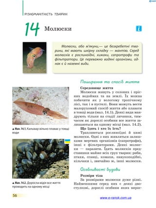 РізноманіТнісТь ТВаРин
56
Молюски, або м’якуни,— це безхребетні тва-
рини, які мають шкірну складку — мантію. Серед
молюсків є рослиноїдні, хижаки, сапротрофи та
фільтратори. Це переважно водяні організми, од-
нак є й наземні види.
14 Молюски
Поширення та спосіб життя
Середовище життя
Молюски живуть у солоних і пріс-
них водоймах та на землі. Їх можна
побачити як у вологому тропічному
лісі, так і в пустелі. Вони можуть вести
малорухомий спосіб життя або плавати
в товщі води (мал. 14.1). Деякі види ман-
друють тільки на стадії личинки, тим-
часом як дорослі особини все життя за-
лишаються на одному місці (мал. 14.2).
Що їдять і хто їх їсть?
Трапляються рослиноїдні й хижі
молюски. Одні з них живляться залиш-
ками мертвих організмів (сапротрофи),
інші є фільтраторами. Деякі молюс-
ки — паразити. Їдять молюсків пред-
ставники майже всіх груп тварин: риби,
птахи, ссавці, комахи, павукоподібні,
кільчаки і, звичайно ж, інші молюски.
особливості будови
Розміри тіла
За розмірами молюски дуже різні.
Найменшими серед них є деякі дво-
стулкові, дорослі особини яких вирос-
Мал. 14.1. Кальмар вільно плаває у товщі
води
Мал. 14.2. Доросла мідія все життя
проводить на одному місці
www.e-ranok.com.ua
 