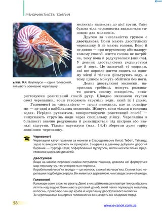 Різноманітність тварин
58
молюсків належать до цієї групи. Саме
будова тіла черевоногих вважається ти-
повою для молюсків.
Другою за чисельністю групою є
двостулкові. Вони мають двостулкову
черепашку й не мають голови. Воно й
не дивно — при нерухомому або малору-
хомому способі життя голова не потріб-
на, тому вона й редукувалася (зникла).
У  деяких двостулкових редукується
ще й нога. Це зазвичай ті тварини,
які все доросле життя сидять на одно-
му місці й  тільки фільтрують воду, а
тому цілком можуть обійтися без ноги.
Деякі двостулкові молюски, на-
приклад гребінці, можуть розвива-
ти досить значну швидкість, вико-
ристовуючи реактивний спосіб руху. Швидко змикаючи стулки
своєї черепашки, вони утворюють струмінь води, який їх і рухає.
Головоногі за чисельністю — група невелика, але за розміра-
ми — це одні з найбільших молюсків. Живуть вони тільки в солоних
водах. Нерідко рухаються, використовуючи реактивний спосіб  —
випускають струмінь води через спеціальну лійку. Черепашка в
більшості значно редукована й розміщується під шкірою або вза-
галі відсутня. Тільки наутилуси (мал. 14.4) зберегли дуже гарну
зовнішню черепашку.
Черевоногі
Черепашки каурі правили за монети в Стародавньому Китаї, Тибеті, Таїланді,
зараз їх використовують як прикраси. З мурекса в давнину добували дорогий
барвник — пурпур. Одяг, пофарбований пурпуром, могли носити тільки пред-
ставники царських династій.
Двостулкові
Якщо на мантію перлової скойки потрапляє піщинка, довкола неї формується
шар перламутру, так утворюється перлина.
Корабельний черв’як тередо — це молюск, схожий на черв’яка. Стулки його че-
репашки подібні до свердла. Він живиться деревиною, чим завдає значної шкоди.
Головоногі
Кальмари зовні схожі на ракету. Деякі з них здіймаються у повітря і якусь відстань
летять над водою. Вони мають роговий дзьоб, який легко перекушує металеву
волосінь, проколює панцир краба й черепашку двостулкового молюска.
За черепашками вимерлих головоногих визначають вік осадових порід.
Мал.14.4. Наутилуси — єдині головоногі,
які мають зовнішню черепашку
www.e-ranok.com.ua
 