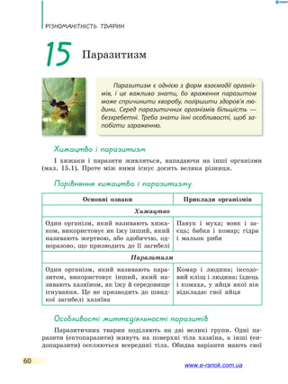 РізноманіТнісТь ТВаРин
60
Паразитизм є однією з форм взаємодії організ-
мів, і це важливо знати, бо враження паразитом
може спричинити хворобу, погіршити здоров’я лю-
дини. Серед паразитичних організмів більшість  —
безхребетні. Треба знати їхні особливості, щоб за-
побігти зараженню.
15 Паразитизм
Хижацтво і паразитизм
І хижаки і паразити живляться, нападаючи на інші організми
(мал. 15.1). Проте між ними існує досить велика різниця.
Порівняння хижацтва і паразитизму
Основні ознаки Приклади організмів
Хижацтво
Один організм, який називають хижа-
ком, використовує як їжу інший, який
називають жертвою, або здобиччю, од-
норазово, що призводить до її загибелі
Павук і муха; вовк і за-
єць; бабка і комар; гідра
і мальок риби
Паразитизм
Один організм, який називають пара-
зитом, використовує інший, який на-
зивають хазяїном, як їжу й середовище
існування. Це не призводить до швид-
кої загибелі хазяїна
Комар і людина; іксодо-
вий кліщ і людина; їздець
і комаха, у яйця якої він
відкладає свої яйця
особливості життєдіяльності паразитів
Паразитичних тварин поділяють на дві великі групи. Одні па-
разити (ектопаразити) живуть на поверхні тіла хазяїна, а інші (ен-
допаразити) оселяються всередині тіла. Обидва варіанти мають свої
www.e-ranok.com.ua
 