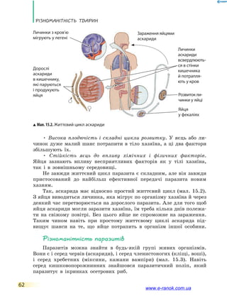 РізноманіТнісТь ТВаРин
62
• Висока плодючість і складні цикли розвитку. У яєць або ли-
чинок дуже малий шанс потрапити в тіло хазяїна, а ці два фактори
збільшують їх.
• Стійкість яєць до впливу хімічних і фізичних факторів.
Яйця зазнають впливу несприятливих факторів як у тілі хазяїна,
так і в зовнішньому середовищі.
Не завжди життєвий цикл паразита є складним, але він завжди
пристосований до найбільш ефективної передачі паразита новим
хазяям.
Так, аскарида має відносно простий життєвий цикл (мал. 15.2).
З яйця виводиться личинка, яка мігрує по організму хазяїна й через
деякий час перетворюється на дорослого паразита. Але для того щоб
яйця аскариди могли заразити хазяїна, їм треба кілька днів полежа-
ти на свіжому повітрі. Без цього яйце не спроможне на зараження.
Таким чином навіть при простому життєвому циклі аскарида під-
вищує шанси на те, що яйце потрапить в організм іншої особини.
Різноманітність паразитів
Паразитів можна знайти в будь-якій групі живих організмів.
Вони є і серед червів (аскариди), і серед членистоногих (кліщі, воші),
і серед хребетних (міксини, кажани вампіри) (мал. 15.3). Навіть
серед кишковопорожнинних знайшовся паразитичний поліп, який
паразитує в ікринках осетрових риб.
Зараження яйцями
аскариди
Мал. 15.2. Життєвий цикл аскариди
Дорослі
аскариди
в кишечнику,
які паруються
і продукують
яйця
Личинки
аскариди
всвердлюють-
ся в стінки
кишечника
й потрапля-
ють у кров
Розвиток ли-
чинки у яйці
Яйця
у фекаліях
Личинки з кров’ю
мігрують у легені
www.e-ranok.com.ua
 