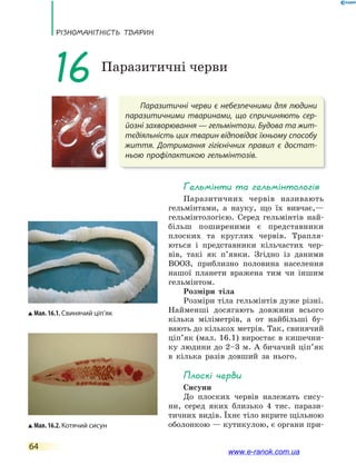 РізноманіТнісТь ТВаРин
64
Паразитичні черви є небезпечними для людини
паразитичними тваринами, що спричиняють сер-
йозні захворювання — гельмінтози. Будова та жит-
тєдіяльність цих тварин відповідає їхньому способу
життя. Дотримання гігієнічних правил є  достат-
ньою профілактикою гельмінтозів.
16 Паразитичні черви
Гельмінти та гельмінтологія
Паразитичних червів називають
гельмінтами, а науку, що їх вивчає,—
гельмінтологією. Серед гельмінтів най-
більш поширеними є представники
плоских та круглих червів. Трапля-
ються і представники кільчастих чер-
вів, такі як п’явки. Згідно із даними
ВООЗ, приблизно половина населення
нашої планети вражена тим чи іншим
гельмінтом.
Розміри тіла
Розміри тіла гельмінтів дуже різні.
Найменші досягають довжини всього
кілька міліметрів, а от найбільші бу-
вають до кількох метрів. Так, свинячий
ціп’як (мал. 16.1) виростає в кишечни-
ку людини до 2–3 м. А бичачий ціп’як
в кілька разів довший за нього.
Плоскі черви
Сисуни
До плоских червів належать сису-
ни, серед яких близько 4 тис. парази-
тичних видів. Їхнє тіло вкрите щільною
оболонкою — кутикулою, є органи при-
Мал. 16.1. Свинячий ціп’як
Мал. 16.2. Котячий сисун
www.e-ranok.com.ua
 