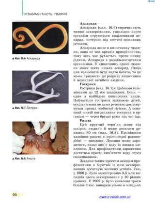 Різноманітність тварин
66
Аскариди
Аскариди (мал. 16.6) спричиняють
тяжке захворювання, унаслідок якого
організм отруюється виділеннями ас-
карид, потерпає від нестачі поживних
речовин.
Аскарида живе в кишечнику люди-
ни, вона не має органів прикріплення,
тому весь час рухається проти плину
рідини. Аскарида є роздільностатевим
організмом. У кишечнику однієї люди-
ни може жити кілька аскарид. Якщо
цих гельмінтів буде надто багато, то це
може призвести до розриву кишечника
й можливої загибелі людини.
Гострики
Гострики (мал. 16.7) є дрібними гель-
мінтами до 12 мм завдовжки. Вони  —
один з найбільш поширених видів.
Найчастіше гострики вражають дітей,
оскільки вони не дуже ретельно дотриму-
ються правил особистої гігієни. А  осно-
вний спосіб потрапляння гострика в ор-
ганізм — через брудні руки під час їди.
Ришта
Цей круглий черв’як живе під
шкірою людини й може досягати до-
вжини 80 см (мал. 16.8). Проміжним
хазяїном ришти є прісноводні ракопо-
дібні  — циклопи. Людина може зара-
зитися, якщо вип’є воду із живим ци-
клопом. Для профілактики зараження
достатньо просто кип’ятити воду перед
споживанням.
Завдяки таким простим заходам про-
філактики в боротьбі із цим захворю-
ванням досягнуто великих успіхів. Так,
у 1986 р. було зареєстровано 3,5 млн ви-
падків цього захворювання у 20 різних
країнах. У 2009 р. було виявлено трохи
більше 3 тис. випадків усього в чотирьох
Мал. 16.8. Ришта
Мал. 16.6. Аскарида
Мал. 16.7. Гострик
www.e-ranok.com.ua
 