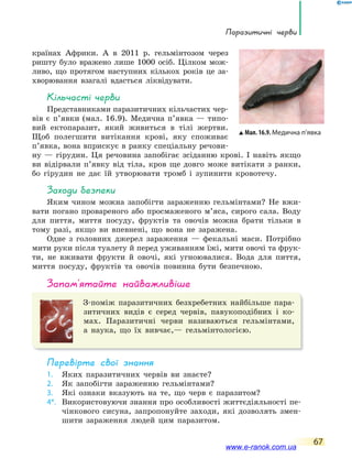 Паразитичні черви
67
країнах Африки. А в 2011 р. гельмінтозом через
ришту було вражено лише 1000 осіб. Цілком мож-
ливо, що протягом наступних кількох років це за-
хворювання взагалі вдасться ліквідувати.
Кільчасті черви
Представниками паразитичних кільчастих чер-
вів є п’явки (мал. 16.9). Медична п’явка — типо-
вий ектопаразит, який живиться в тілі жертви.
Щоб полегшити витікання крові, яку споживає
п’явка, вона вприскує в ранку спеціальну речови-
ну — гірудин. Ця речовина запобігає зсіданню крові. І навіть якщо
ви відірвали п’явку від тіла, кров ще довго може витікати з ранки,
бо гірудин не дає їй утворювати тромб і зупинити кровотечу.
заходи безпеки
Яким чином можна запобігти зараженню гельмінтами? Не вжи-
вати погано провареного або просмаженого м’яса, сирого сала. Воду
для пиття, миття посуду, фруктів та овочів можна брати тільки в
тому разі, якщо ви впевнені, що вона не заражена.
Одне з головних джерел зараження — фекальні маси. Потрібно
мити руки після туалету й перед уживанням їжі, мити овочі та фрук-
ти, не вживати фрукти й овочі, які угноювалися. Вода для пиття,
миття посуду, фруктів та овочів повинна бути безпечною.
запам’ятайте найважливіше
З-поміж паразитичних безхребетних найбільше пара-
зитичних видів є серед червів, павукоподібних і ко-
мах. Паразитичні черви називаються гельмінтами,
а наука, що їх вивчає,— гельмінтологією.
Перевірте свої знання
1. Яких паразитичних червів ви знаєте?
2. Як запобігти зараженню гельмінтами?
3. Які ознаки вказують на те, що черв є паразитом?
4*. Використовуючи знання про особливості життєдіяльності пе-
чінкового сисуна, запропонуйте заходи, які дозволять змен-
шити зараження людей цим паразитом.
Мал. 16.9. Медична п’явка
www.e-ranok.com.ua
 