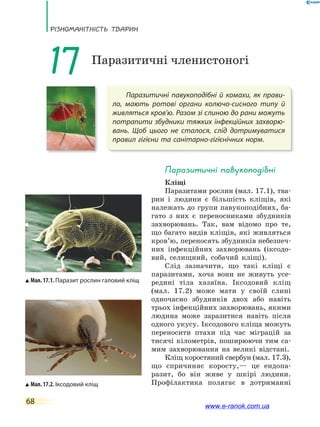 РізноманіТнісТь ТВаРин
68
Паразитичні павукоподібні й комахи, як прави-
ло, мають ротові органи колючо-сисного типу й
живляться кров’ю. Разом зі слиною до рани можуть
потрапити збудники тяжких інфекційних захворю-
вань. Щоб цього не сталося, слід дотримуватися
правил гігієни та санітарно-гігієнічних норм.
17 Паразитичні членистоногі
Паразитичні павукоподібні
Кліщі
Паразитами рослин (мал. 17.1), тва-
рин і людини є більшість кліщів, які
належать до групи павукоподібних, ба-
гато з них є переносниками збудників
захворювань. Так, вам відомо про те,
що багато видів кліщів, які живляться
кров’ю, переносять збудників небезпеч-
них інфекційних захворювань (іксодо-
вий, селищний, собачий кліщі).
Слід зазначити, що такі кліщі є
паразитами, хоча вони не живуть усе-
редині тіла хазяїна. Іксодовий кліщ
(мал. 17.2) може мати у своїй слині
одночасно збудників двох або навіть
трьох інфекційних захворювань, якими
людина може заразитися навіть після
одного укусу. Іксодового кліща можуть
переносити птахи під час міграцій за
тисячі кілометрів, поширюючи тим са-
мим захворювання на великі відстані.
Кліщ коростяний свербун (мал. 17.3),
що спричиняє коросту,— це ендопа-
разит, бо він живе у шкірі людини.
Профілактика полягає в дотриманніМал. 17.2. Іксодовий кліщ
Мал. 17.1. Паразит рослин галовий кліщ
www.e-ranok.com.ua
 