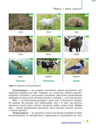 Тварина — живий організм
7
Розмноження — це основна властивість живих організмів, від-
творення подібних до себе. Тварини, як і рослини, можуть розмно-
жуватися статевим і нестатевим способами. Нестатеве розмноження
здійснюється без участі статевих клітин, а статеве — за їх допомогою.
Ріст — це збільшення розмірів і маси тіла. У більшості тварин,
на відміну від рослин, ріст обмежений. Але є й такі, що ростуть
протягом усього свого життя: молюски, риби, слони тощо. Розви-
ток — процес формування організму, його окремих частин, органів
і систем органів.
Подразливість — це здатність живого організму сприймати зміни
навколишнього та внутрішнього середовища й відповідати на них.
Мал. 1.1. Тварини за типом живлення
Ворона
Їжак
Всеїдні
Кабан
Корова
Коза
Рослиноїдні
Кріль
Щука
Сова
М’ясоїдні
Вовк
www.e-ranok.com.ua
 