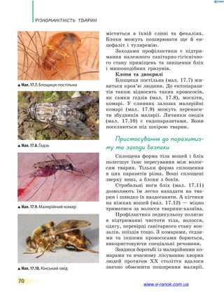 Різноманітність тварин
70
міститься в їхній слині та фекаліях.
Блохи можуть поширювати ще й ен-
цефаліт і туляремію.
Заходами профілактики є підтри-
мання належного санітарно-гігієнічно-
го стану приміщень та знищення бліх
і  мишоподібних гризунів.
Клопи та двокрилі
Блощиця постільна (мал. 17.7) жи-
виться кров’ю людини. До ектопарази-
тів також відносять таких кровососів,
як самки ґедзів (мал. 17.8), москіти,
комарі. У слинних залозах малярійні
комарі (мал. 17.9) можуть переноси-
ти збудників малярії. Личинки оводів
(мал. 17.10) є ендопаразитами. Вони
поселяються під шкірою тварин.
Пристосування до паразитиз-
му та заходи безпеки
Сплощена форма тіла вошей і бліх
полегшує їхнє пересування між волос-
сям тварин. Тільки форма сплощення
в цих паразитів різна. Воші сплощені
зверху вниз, а блохи з боків.
Стрибальні ноги бліх (мал. 17.11)
дозволяють їм легко нападати на тва-
рин і швидко їх наздоганяти. А кігтики
на ніжках вошей (мал. 17.12) — міцно
триматися за волосся тварини-хазяїна.
Профілактика педикульозу полягає
в підтриманні чистоти тіла, волосся,
одягу, перевірці санітарного стану вок-
залів, поїздів тощо. З комарами, ґедзя-
ми та іншими кровососами борються,
використовуючи спеціальні речовини.
Завдяки боротьбі із малярійними ко-
марами та вчасному лікуванню хворих
людей протягом ХХ століття вдалося
значно обмежити поширення малярії.
Мал. 17.7. Блощиця постільна
Мал. 17.8. Ґедзь
Мал. 17.10. Кінський овід
Мал. 17.9. Малярійний комар
www.e-ranok.com.ua
 