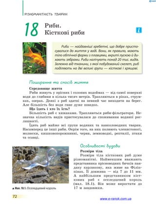 РізноманіТнісТь ТВаРин
72
Риби — найдавніші хребетні, що добре присто-
сувалися до життя у воді. Вони, як правило, мають
тіло обтічної форми з плавцями, вкриті лускою й ди-
хають зябрами. Риби налічують понад 20 тис. видів.
Залежно від тканини, з якої побудований скелет, риб
поділяють на дві великі групи — кісткові і хрящові.
18 Риби.
Кісткові риби
Поширення та спосіб життя
Середовище життя
Риби живуть у прісних і солоних водоймах — від самої поверхні
води до глибини в кілька тисяч метрів. Трапляються в ріках, струм-
ках, озерах. Деякі з риб здатні на певний час виходити на берег.
Але більшість без води гине дуже швидко.
Що їдять і хто їх їсть?
Більшість риб є хижаками. Трапляються риби-фільтратори. Не-
значна кількість видів пристосувалася до споживання водяної рос-
линності.
Їдять риб майже всі групи водяних та навколоводних тварин.
Насамперед це інші риби. Окрім того, на них полюють членистоногі,
молюски, кишковопорожнинні, черви, земноводні, рептилії, птахи
та ссавці.
особливості будови
Розміри тіла
Розміри тіла кісткових риб дуже
різноманітні. Найменшим вважають
представника прісноводних бичків пан-
даку карликову, яка живе на Філіп-
пінах. Її довжина — від 7 до 11 мм.
А найбільшим представником кіст-
кових риб є оселедцевий король
(мал. 18.1). Він може виростати до
17 м завдовжки.Мал. 18.1. Оселедцевий король
www.e-ranok.com.ua
 