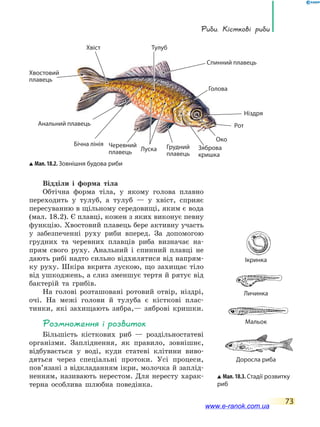 Риби. Кісткові риби
73
Відділи і форма тіла
Обтічна форма тіла, у якому голова плавно
переходить у тулуб, а тулуб — у хвіст, сприяє
пересуванню в щільному середовищі, яким є вода
(мал. 18.2). Є плавці, кожен з яких виконує певну
функцію. Хвостовий плавець бере активну участь
у забезпеченні руху риби вперед. За допомогою
грудних та черевних плавців риба визначає на-
прям свого руху. Анальний і спинний плавці не
дають рибі надто сильно відхилятися від напрям-
ку руху. Шкіра вкрита лускою, що захищає тіло
від ушкоджень, а слиз зменшує тертя й рятує від
бактерій та грибів.
На голові розташовані ротовий отвір, ніздрі,
очі. На межі голови й тулуба є кісткові плас-
тинки, які захищають зябра,— зяброві кришки.
Розмноження і розвиток
Більшість кісткових риб — роздільностатеві
організми. Запліднення, як правило, зовнішнє,
відбувається у воді, куди статеві клітини виво-
дяться через спеціальні протоки. Усі процеси,
пов’язані з відкладанням ікри, молочка й заплід-
ненням, називають нерестом. Для нересту харак-
терна особлива шлюбна поведінка.
Мал. 18.2. Зовнішня будова риби
Рот
Око
Ніздря
Луска
Хвіст Тулуб
Голова
Хвостовий
плавець
Зяброва
кришка
Спинний плавець
Бічна лінія Грудний
плавець
Черевний
плавець
Анальний плавець
Мал. 18.3. Стадії розвитку
риб
Ікринка
Личинка
Мальок
Доросла риба
www.e-ranok.com.ua
 