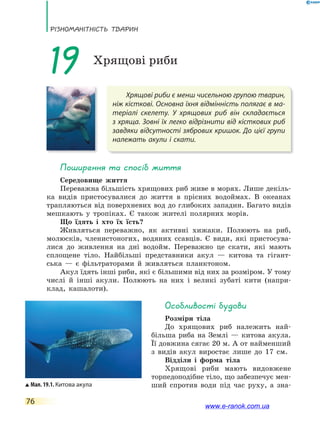 РізноманіТнісТь ТВаРин
76
Хрящові риби є менш чисельною групою тварин,
ніж кісткові. Основна їхня відмінність полягає в ма-
теріалі скелету. У хрящових риб він складається
з хряща. Зовні їх легко відрізнити від кісткових риб
завдяки відсутності зябрових кришок. До цієї групи
належать акули і скати.
19 Хрящові риби
Поширення та спосіб життя
Середовище життя
Переважна більшість хрящових риб живе в морях. Лише декіль-
ка видів пристосувалися до життя в прісних водоймах. В океанах
трапляються від поверхневих вод до глибоких западин. Багато видів
мешкають у тропіках. Є також жителі полярних морів.
Що їдять і хто їх їсть?
Живляться переважно, як активні хижаки. Полюють на риб,
молюсків, членистоногих, водяних ссавців. Є види, які пристосува-
лися до живлення на дні водойм. Переважно це скати, які мають
сплощене тіло. Найбільші представники акул — китова та гігант-
ська — є фільтраторами й живляться планктоном.
Акул їдять інші риби, які є більшими від них за розміром. У тому
числі й інші акули. Полюють на них і великі зубаті кити (напри-
клад, кашалоти).
особливості будови
Розміри тіла
До хрящових риб належить най-
більша риба на Землі — китова акула.
Її довжина сягає 20 м. А от найменший
з видів акул виростає лише до 17 см.
Відділи і форма тіла
Хрящові риби мають видовжене
торпедоподібне тіло, що забезпечує мен-
ший спротив води під час руху, а зна-Мал. 19.1. Китова акула
www.e-ranok.com.ua
 