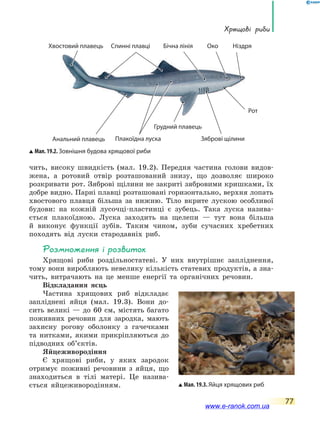 Хрящові риби
77
чить, високу швидкість (мал. 19.2). Передня частина голови видов-
жена, а ротовий отвір розташований знизу, що дозволяє широко
розкривати рот. Зяброві щілини не закриті зябровими кришками, їх
добре видно. Парні плавці розташовані горизонтально, верхня лопать
хвостового плавця більша за нижню. Тіло вкрите лускою особливої
будови: на кожній лусочці-пластинці є зубець. Така луска назива-
ється плакоїдною. Луска заходить на щелепи — тут вона більша
й виконує функції зубів. Таким чином, зуби сучасних хребетних
походять від луски стародавніх риб.
Розмноження і розвиток
Хрящові риби роздільностатеві. У них внутрішнє запліднення,
тому вони виробляють невелику кількість статевих продуктів, а зна-
чить, витрачають на це менше енергії та органічних речовин.
Відкладання яєць
Частина хрящових риб відкладає
запліднені яйця (мал. 19.3). Вони до-
сить великі — до 60 см, містять багато
поживних речовин для зародка, мають
захисну рогову оболонку з гачечками
та нитками, якими прикріпляються до
підводних об’єктів.
Яйцеживородіння
Є хрящові риби, у яких зародок
отримує поживні речовини з яйця, що
знаходиться в тілі матері. Це назива-
ється яйцеживородінням.
Мал. 19.2. Зовнішня будова хрящової риби
Рот
Око Ніздря
Зяброві щілиниПлакоїдна луска
Бічна лініяСпинні плавціХвостовий плавець
Грудний плавець
Анальний плавець
Мал. 19.3. Яйця хрящових риб
www.e-ranok.com.ua
 