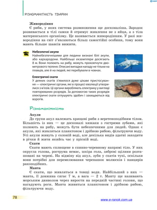 Різноманітність тварин
78
Живородіння
Є риби, у яких система розмноження ще досконаліша. Зародок
розвивається в тілі самки й отримує живлення не з яйця, а з тіла
материнського організму. Це називається живородінням. У разі жи-
вородіння на світ з’являються більш самостійні особини, тому вони
мають більше шансів вижити.
Небезпечні акули
Найнебезпечнішими для людини визнані білі акули,
або кархародони. Найбільші екземпляри досягають
8 м. Вони полюють на рибу, можуть проковтнути дво-
метрового тюленя. Описані випадки нападу не тільки на
плавців, але й на людей, які перебували в човнах.
Електричні скати
У деяких скатів з’явилося дуже цікаве пристосуван-
ня — електричні органи, які в процесі еволюції утвори-
лися з м’язів. Ці органи виробляють електрику у вигляді
повторюваних розрядів. За допомогою таких розрядів
електричні скати оглушують здобич і захищаються від
ворогів.
Різноманітність
Акули
До групи акул належать хрящові риби з веретеноподібним тілом.
Більшість із них — це досконалі хижаки з гострими зубами, які
полюють на рибу, можуть бути небезпечними для людей. Однак є
акули, які живляться планктоном і дрібною рибою, фільтруючи воду.
Усі акули живуть у солоній воді, але декілька видів здатні заходити
в річки й жити якийсь час у прісній воді.
Скати
Скати мають сплющене в спинно-черевному напрямі тіло. У них
округла голова, рострума немає, шкіра гола, зяброві щілини розта-
шовані на череві. На відміну від акул, зуби у скатів тупі, оскільки
вони потрібні для перемелювання черепашок молюсків і панцирів
ракоподібних.
Манта
Є скати, що живляться в товщі води. Найбільший з них —
манта, її довжина сягає 7 м, а вага — 2 т. Манту ще називають
морським дияволом через вирости на передній частині голови, що
нагадують роги. Манта живиться планктоном і дрібною рибою,
фільтруючи воду.
www.e-ranok.com.ua
 