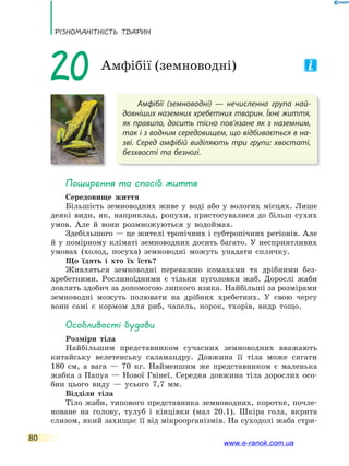 РізноманіТнісТь ТВаРин
80
Амфібії (земноводні) — нечисленна група най-
давніших наземних хребетних тварин. Їхнє життя,
як правило, досить тісно пов’язане як з наземним,
так і з водним середовищем, що відбивається в на-
зві. Серед амфібій виділяють три групи: хвостаті,
безхвості та безногі.
20 Амфібії (земноводні)
Поширення та спосіб життя
Середовище життя
Більшість земноводних живе у воді або у вологих місцях. Лише
деякі види, як, наприклад, ропухи, пристосувалися до більш сухих
умов. Але й вони розмножуються у водоймах.
Здебільшого — це жителі тропічних і субтропічних регіонів. Але
й у помірному кліматі земноводних досить багато. У несприятливих
умовах (холод, посуха) земноводні можуть упадати сплячку.
Що їдять і хто їх їсть?
Живляться земноводні переважно комахами та дрібними без-
хребетними. Рослиноїдними є тільки пуголовки жаб. Дорослі жаби
ловлять здобич за допомогою липкого язика. Найбільші за розмірами
земноводні можуть полювати на дрібних хребетних. У свою чергу
вони самі є кормом для риб, чапель, норок, тхорів, видр тощо.
особливості будови
Розміри тіла
Найбільшим представником сучасних земноводних вважають
китайську велетенську саламандру. Довжина її тіла може сягати
180 см, а вага — 70 кг. Найменшим же представником є маленька
жабка з Папуа — Нової Гвінеї. Середня довжина тіла дорослих осо-
бин цього виду — усього 7,7 мм.
Відділи тіла
Тіло жаби, типового представника земноводних, коротке, почле-
новане на голову, тулуб і кінцівки (мал 20.1). Шкіра гола, вкрита
слизом, який захищає її від мікроорганізмів. На суходолі жаба стри-
www.e-ranok.com.ua
 