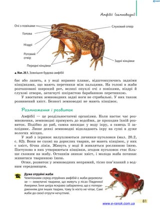 амфібії (земноводні)
81
бає або лазить, а у воді вправно плаває, відштовхуючись задніми
кінцівками, що мають перетинки між пальцями. На голові в жаби
розташовані широкий рот, великі опуклі очі з повіками, ніздрі й
слухові отвори, затягнуті шкірястою барабанною перетинкою.
У хвостатих земноводних задні ноги не стрибальні. У них також
розвинений хвіст. Безногі земноводні не мають кінцівок.
Розмноження і розвиток
Амфібії — це роздільностатеві організми. Коли настає час роз-
множення, земноводні прямують до водойми, де проходив їхній роз-
виток. Подібно до риб, самка викидає у воду ікру, а самець її за-
пліднює. Лише деякі земноводні відкладають ікру на суші в дуже
вологих місцях.
У жаб з ікринок вилуплюються личинки-пуголовки (мал. 20.2,
с. 82). Вони не схожі на дорослих тварин, не мають кінцівок, у них
є хвіст, бічна лінія. Живуть у воді й живляться рослинною їжею.
Поступово в них утворюються кінцівки, згодом пуголовок стає біль-
ше схожим на жабу. Останнім зникає хвіст, і молода жаба починає
живитися тваринною їжею.
Отже, розвиток у земноводних непрямий, тісно пов’язаний з вод-
ним середовищем.
Дуже отруйні жаби
Чемпіонами серед отруйних амфібій є жаби-деревола-
зи — невеличкі тварини, що живуть у лісах Південної
Америки. Їхня шкіра яскраво забарвлена, що є попере-
дженням для інших тварин, тому їх ніхто не чіпає. Самі
жаби до своєї отрути нечутливі.
Задні кінцівки
Слуховий отвір
Передні кінцівки
Голова
Очі з повіками
Ніздрі
Ротовий
отвір
Мал. 20.1. Зовнішня будова амфібії
www.e-ranok.com.ua
 