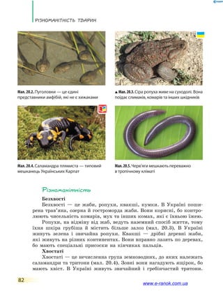 Різноманітність тварин
82
Різноманітність
Безхвості
Безхвості — це жаби, ропухи, квакші, кумки. В Україні поши-
рена трав’яна, озерна й гостроморда жаби. Вони корисні, бо контро­
люють чисельність комарів, мух та інших комах, які є їхньою їжею.
Ропухи, на відміну від жаб, ведуть наземний спосіб життя, тому
їхня шкіра грубіша й містить більше залоз (мал. 20.3). В Україні
живуть зелена і звичайна ропухи. Квакші — дрібні деревні жаби,
які живуть на різних континентах. Вони вправно лазять по деревах,
бо мають спеціальні присоски на кінчиках пальців.
Хвостаті
Хвостаті — це нечисленна група земноводних, до яких належать
саламандри та тритони (мал. 20.4). Зовні вони нагадують ящірок, бо
мають хвіст. В Україні живуть звичайний і гребінчастий тритони.
Мал.20.3.Сіра ропуха живе на суходолі. Вона
поїдає слимаків, комарів та інших шкідників
Мал.20.5.Черв’яги мешкають переважно
в тро­пічному кліматі
Мал. 20.2. Пуголовки — це єдині
представники амфібій, які не є хижаками
Мал. 20.4. Саламандра плямиста — типовий
мешканець Українських Карпат
www.e-ranok.com.ua
 