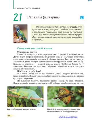 РізноманіТнісТь ТВаРин
84
Назва плазунів походить від їхнього способу руху.
Рухаються вони, плазуючи, тобто притискаючи
тіло до землі і вигинаючи його в боки. Це пов’язано
з тим, що їхні кінцівки розташовані з боків тулуба.
До сучасних плазунів належать лускаті, крокодили
і черепахи.
21 Рептилії (плазуни)
Поширення та спосіб життя
Середовище життя
Рептилії живуть у всіх середовищах. Є водні й наземні види.
Деякі з цих тварин мешкають на деревах (мал 21.1). Серед вимерлих
представників плазунів існували й літаючі форми. Із сучасних репти-
лій тільки деякі можуть здійснювати планеруючий політ (мал 21.2).
Більшість плазунів — жителі теплих країн. Особливо багато їх у
тропіках. Ближче до полярних областей кількість видів плазунів
значно зменшується.
Що їдять і хто їх їсть?
Більшість рептилій — це хижаки. Деякі ящірки (наприклад,
ігуани) всеїдні. Виключно або майже виключно травоїдними є тільки
сухопутні черепахи.
На плазунів можуть полювати птахи, ссавці та інші плазуни.
Представників водяних видів рептилій поїдають риби, зокрема акули.
Мал. 21.2. Летючий дракон — ящірка, яка
може здійснювати планеруючий політ
Мал. 21.1. Хамелеон живе на деревах
www.e-ranok.com.ua
 