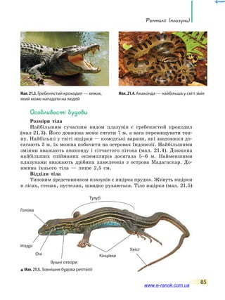 Рептилії (плазуни)
85
особливості будови
Розміри тіла
Найбільшим сучасним видом плазунів є гребенястий крокодил
(мал 21.3). Його довжина може сягати 7 м, а вага перевищувати тон-
ну. Найбільші у світі ящірки — комодські варани, які завдовжки до-
сягають 3 м, їх можна побачити на островах Індонезії. Найбільшими
зміями вважають анаконду і сітчастого пітона (мал. 21.4). Довжина
найбільших спійманих екземплярів досягала 5–6 м. Найменшими
плазунами вважають дрібних хамелеонів з острова Мадагаскар. До-
вжина їхнього тіла — лише 2,5 см.
Відділи тіла
Типовим представником плазунів є ящірка прудка. Живуть ящірки
в лісах, степах, пустелях, швидко рухаються. Тіло ящірки (мал. 21.5)
Ніздрі
Голова
Очі
Вушні отвори
Кінцівки
Хвіст
Тулуб
Мал. 21.5.Зовнішня будова рептилії
Мал. 21.4. Анаконда — найбільша у світі зміяМал.21.3.Гребенястий крокодил — хижак,
який може нападати на людей
www.e-ranok.com.ua
 