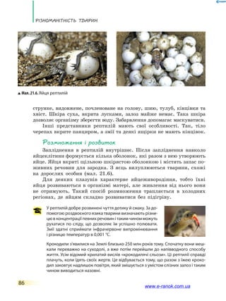 Різноманітність тварин
86
струнке, видовжене, почленоване на голову, шию, тулуб, кінцівки та
хвіст. Шкіра суха, вкрита лусками, залоз майже немає. Така шкіра
дозволяє організму зберегти воду. Забарвлення допомагає маскуватися.
Інші представники рептилій мають свої особливості. Так, тіло
черепах вкрите панциром, а змії та деякі ящірки не мають кінцівок.
Розмноження і розвиток
Запліднення в рептилій внутрішнє. Після запліднення навколо
яйцеклітини формується кілька оболонок, які разом з нею утворюють
яйце. Яйця вкриті щільною шкірястою оболонкою і містять запас по-
живних речовин для зародка. З яєць вилуплюються тварини, схожі
на дорослих особин (мал. 21.6).
Для деяких плазунів характерне яйцеживородіння, тобто їхні
яйця розвиваються в організмі матері, але живлення від нього вони
не отримують. Такий спосіб розмноження трапляється в холодних
регіонах, де яйцям складно розвиватися без підігріву.
У рептилій добре розвинені чуття дотику й смаку. За до-
помогою роздвоєного язика тварини визначають різни-
цю в концентрації певних речовин і таким чином можуть
рухатися по сліду, що дозволяє їм успішно полювати.
Змії здатні сприймати інфрачервоне випромінювання
і різницю температур в 0,001 °С.
Крокодили з'явилися на Землі близько 250 млн років тому. Спочатку вони меш-
кали переважно на суходолі, а вже потім перейшли до напівводного способу
життя. Усім відомий крилатий вислів «крокодилячі сльози». Ці рептилії справді
плачуть, коли їдять своїх жертв. Це відбувається тому, що разом з їжею кроко-
дил заковтує надлишок повітря, який змішується з умістом слізних залоз і таким
чином виводиться назовні.
Мал. 21.6. Яйця рептилій
www.e-ranok.com.ua
 