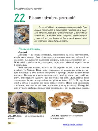 РізноманіТнісТь ТВаРин
88
Рептилії відомі з кам'яновугільного періоду. Про-
тягом пермського й тріасового періодів вони дося-
гли великих розмірів і розмножилися у величезних
кількостях. У мезозої вони панували серед тварин
у повітрі, на суші й на морі. Але зараз існують тіль-
ки черепахи, крокодили, лускаті.
22 Різноманітність рептилій
Різноманітність
Лускаті
Лускаті — це група рептилій, поширених на всіх континентах,
окрім Антарктиди. Їхнє тіло вкрите роговими лусками, звідси й на-
зва ряду. До лускатих належать ящірки, змії, хамелеони (мал 22.1).
В Україні є декілька видів ящірок, серед яких безногі веретільниця
і жовтопуз.
Змії живуть скрізь, навіть за Полярним колом, але в теплих
країнах їх більше. Вони пристосувалися до повзання, тому не ма-
ють кінцівок, а їхні повіки прирослі й прозорі (звідси й незмигний
погляд). Верхня та нижня щелепи сполучені рухомо, тому змії мо-
жуть заковтувати здобич, що товстіша від них. Живляться вони
тваринною їжею, можуть бути отруйними (мал. 22.2). В отруйних
змій у зубах є канали, по яких стікає отрута. Язик змії називають
«жалом», але він не жалить, це орган дотику й смаку. Неотруйні
змії душать здобич, обвиваючись довкола неї, як, наприклад, удави.
Мал. 22.1. Варан — це найбільша сучасна
ящірка
Мал. 22.2. Представники неотруйних
і отруйних змій
Удав
Гадюка
www.e-ranok.com.ua
 