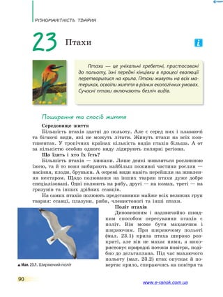 РізноманіТнісТь ТВаРин
90
Птахи — це унікальні хребетні, пристосовані
до польоту, їхні передні кінцівки в процесі еволюції
перетворилися на крила. Птахи живуть на всіх ма-
териках, освоїли життя в різних екологічних умовах.
Сучасні птахи включають безліч видів.
23 Птахи
Поширення та спосіб життя
Середовище життя
Більшість птахів здатні до польоту. Але є серед них і плаваючі
та бігаючі види, які не можуть літати. Живуть птахи на всіх кон-
тинентах. У тропічних країнах кількість видів птахів більша. А от
за кількістю особин одного виду лідирують полярні регіони.
Що їдять і хто їх їсть?
Більшість птахів — хижаки. Лише деякі живляться рослинною
їжею, та й то вони вибирають найбільш поживні частини рослин —
насіння, плоди, бруньки. А окремі види навіть перейшли на живлен-
ня нектаром. Щодо полювання на інших тварин птахи дуже добре
спеціалізовані. Одні полюють на рибу, другі — на комах, треті — на
гризунів та інших дрібних ссавців.
На самих птахів полюють представники майже всіх великих груп
тварин: ссавці, плазуни, риби, членистоногі та інші птахи.
Політ птахів
Дивовижним і надзвичайно швид-
ким способом пересування птахів є
політ. Він може бути махаючим і
ширяючим. При ширяючому польоті
(мал. 23.1) крила птаха широко роз-
криті, але він не махає ними, а вико-
ристовує природні потоки повітря, поді-
бно до дельтаплана. Під час махаючого
польоту (мал. 23.2) птах опускає й по-
вертає крило, спираючись на повітря таМал. 23.1. Ширяючий політ
www.e-ranok.com.ua
 
