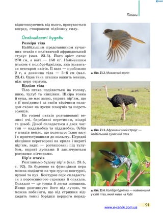 Птахи
91
відштовхуючись від нього, просувається
вперед, створюючи підйомну силу.
Особливості будови
Розміри тіла
Найбільшим представником сучас-
них птахів є нелітаючий африканський
страус (мал. 23.3). Його зріст сягає
270  см, а вага — 150 кг. Найменшим
птахом є колібрі-бджілка, яка живить-
ся нектаром квітів. Її вага — приблизно
2 г, а довжина тіла — 5–6 см (мал.
23.4). Одна така пташка важить менше,
ніж перо страуса.
Відділи тіла
Тіло птаха поділяється на голову,
шию, тулуб та кінцівки. Шкіра тонка
й суха, не має залоз, укрита пір’ям, що
є її похідним і за своїм хімічним скла-
дом схоже на луски плазунів та шерсть
ссавців.
На голові птахів розташовані ве-
ликі очі, барабанні перетинки, ніздрі
та дзьоб. Дзьоб складається з двох час-
тин — наддзьобка та піддзьобка. Зубів
у птахів немає, що полегшує їхню вагу
і є пристосуванням до польоту. Передні
кінцівки перетворені на крила і вкриті
пір’ям, задні — розташовані під тулу-
бом, вкриті лусками й закінчуються
роговими кігтиками.
Пір’я птахів
Розгляньмо будову пір’я (мал. 23.5,
с. 92). За будовою та функціями пера
можна поділити на три групи: контурні,
пухові та пух. Контурне перо складаєть-
ся з порожнистого стрижня й опахала.
Опахало — це тонка й легка площина.
Якщо розглянути його під лупою, то
можна побачити, що від стрижня від-
ходять тонкі борідки першого поряд-
Мал. 23.2. Махаючий політ
Мал. 23.3. Африканський страус —
найбільший сучасний птах
Мал.23.4. Колібрі-бджілка — найменший
у світі птах, який живе на Кубі
www.e-ranok.com.ua
 