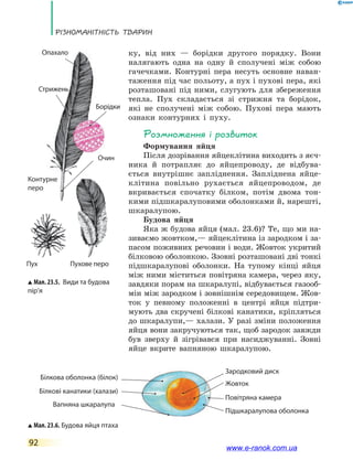 РізноманіТнісТь ТВаРин
92
ку, від них — борідки другого порядку. Вони
налягають одна на одну й сполучені між собою
гачечками. Контурні пера несуть основне наван-
таження під час польоту, а пух і пухові пера, які
розташовані під ними, слугують для збереження
тепла. Пух складається зі стрижня та борідок,
які не сполучені між собою. Пухові пера мають
ознаки контурних і пуху.
Розмноження і розвиток
Формування яйця
Після дозрівання яйцеклітина виходить з яєч-
ника й потрапляє до яйцепроводу, де відбува-
ється внутрішнє запліднення. Запліднена яйце-
клітина повільно рухається яйцепроводом, де
вкривається спочатку білком, потім двома тон-
кими підшкаралуповими оболонками й, нарешті,
шкаралупою.
Будова яйця
Яка ж будова яйця (мал. 23.6)? Те, що ми на-
зиваємо жовтком,— яйцеклітина із зародком і за-
пасом поживних речовин і води. Жовток укритий
білковою оболонкою. Ззовні розташовані дві тонкі
підшкаралупові оболонки. На тупому кінці яйця
між ними міститься повітряна камера, через яку,
завдяки порам на шкаралупі, відбувається газооб-
мін між зародком і зовнішнім середовищем. Жов-
ток у певному положенні в центрі яйця підтри-
мують два скручені білкові канатики, кріпляться
до шкаралупи,— халази. У разі зміни положення
яйця вони закручуються так, щоб зародок завжди
був зверху й зігрівався при насиджуванні. Зовні
яйце вкрите вапняною шкаралупою.
Мал. 23.6. Будова яйця птаха
Вапняна шкаралупа
Підшкаралупова оболонка
Білкові канатики (халази)
Жовток
Зародковий диск
Білкова оболонка (білок)
Повітряна камера
Мал. 23.5. Види та будова
пір’я
Опахало
Стрижень
Борідки
Очин
Контурне
перо
Пух Пухове перо
www.e-ranok.com.ua
 
