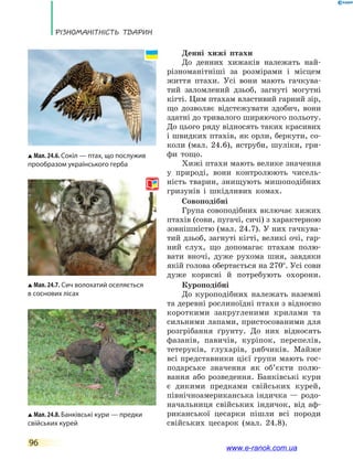 Різноманітність тварин
96
Денні хижі птахи
До денних хижаків належать най-
різноманітніші за розмірами і місцем
життя птахи. Усі вони мають гачкува-
тий заломлений дзьоб, загнуті могутні
кігті. Цим птахам властивий гарний зір,
що дозволяє відстежувати здобич, вони
здатні до тривалого ширяючого польоту.
До цього ряду відносять таких красивих
і швидких птахів, як орли, беркути, со-
коли (мал. 24.6), яструби, шуліки, гри-
фи тощо.
Хижі птахи мають велике значення
у природі, вони контролюють чисель-
ність тварин, знищують мишоподібних
гризунів і шкідливих комах.
Совоподібні
Група совоподібних включає хижих
птахів (сови, пугачі, сичі) з характерною
зовнішністю (мал. 24.7). У них гачкува-
тий дзьоб, загнуті кігті, великі очі, гар-
ний слух, що допомагає птахам полю-
вати вночі, дуже рухома шия, завдяки
якій голова обертається на 270°. Усі сови
дуже корисні й потребують охорони.
Куроподібні
До куроподібних належать наземні
та деревні рослиноїдні птахи з відносно
короткими закругленими крилами та
сильними лапами, пристосованими для
розгрібання ґрунту. До них відносять
фазанів, павичів, куріпок, перепелів,
тетеруків, глухарів, рябчиків. Майже
всі представники цієї групи мають гос-
подарське значення як об’єкти полю-
вання або розведення. Банківські кури
є дикими предками свійських курей,
північноамериканська індичка — родо-
начальниця свійських індичок, від аф-
риканської цесарки пішли всі породи
свійських цесарок (мал. 24.8).
Мал. 24.6. Сокіл — птах, що послужив
прообразом українського герба
Мал. 24.7. Сич волохатий оселяється
в соснових лісах
Мал. 24.8. Банківські кури — предки
свійських курей
www.e-ranok.com.ua
 