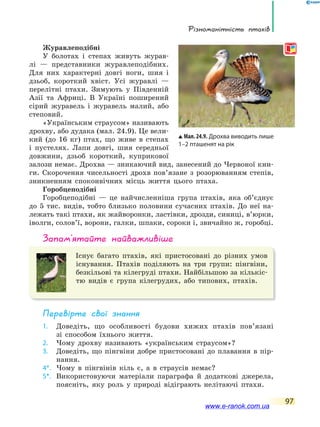 Різноманітність птахів
97
Журавлеподібні
У болотах і степах живуть журав-
лі — представники журавлеподібних.
Для них характерні довгі ноги, шия і
дзьоб, короткий хвіст. Усі журавлі —
перелітні птахи. Зимують у Південній
Азії та Африці. В Україні поширений
сірий журавель і журавель малий, або
степовий.
«Українським страусом» називають
дрохву, або дудака (мал. 24.9). Це вели-
кий (до 16 кг) птах, що живе в степах
і пустелях. Лапи довгі, шия середньої
довжини, дзьоб короткий, куприкової
залози немає. Дрохва — зникаючий вид, занесений до Червоної кни-
ги. Скорочення чисельності дрохв пов’язане з розорюванням степів,
зникненням споконвічних місць життя цього птаха.
Горобцеподібні
Горобцеподібні — це найчисленніша група птахів, яка об’єднує
до 5 тис. видів, тобто близько половини сучасних птахів. До неї на-
лежать такі птахи, як жайворонки, ластівки, дрозди, синиці, в’юрки,
іволги, солов’ї, ворони, галки, шпаки, сороки і, звичайно ж, горобці.
запам’ятайте найважливіше
Існує багато птахів, які пристосовані до різних умов
існування. Птахів поділяють на три групи: пінгвіни,
безкільові та кілегруді птахи. Найбільшою за кількіс-
тю видів є група кілегрудих, або типових, птахів.
Перевірте свої знання
1. Доведіть, що особливості будови хижих птахів пов’язані
зі способом їхнього життя.
2. Чому дрохву називають «українським страусом»?
3. Доведіть, що пінгвіни добре пристосовані до плавання в пір-
нання.
4*. Чому в пінгвінів кіль є, а в страусів немає?
5*. Використовуючи матеріали параграфа й додаткові джерела,
поясніть, яку роль у природі відіграють нелітаючі птахи.
Мал. 24.9. Дрохва виводить лише
1–2 пташенят на рік
www.e-ranok.com.ua
 