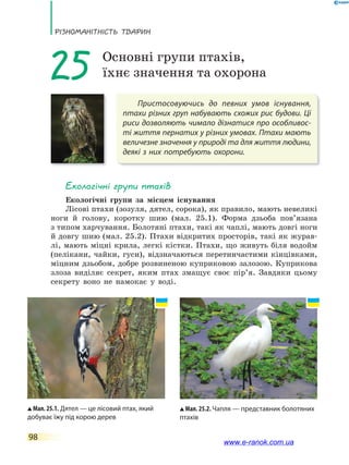 РізноманіТнісТь ТВаРин
98
Пристосовуючись до певних умов існування,
птахи різних груп набувають схожих рис будови. Ці
риси дозволяють чимало дізнатися про особливос-
ті життя пернатих у різних умовах. Птахи мають
величезне значення у природі та для життя людини,
деякі з них потребують охорони.
25 Основні групи птахів,
їхнє значення та охорона
Екологічні групи птахів
Екологічні групи за місцем існування
Лісові птахи (зозуля, дятел, сорока), як правило, мають невеликі
ноги й голову, коротку шию (мал. 25.1). Форма дзьоба пов’язана
з типом харчування. Болотяні птахи, такі як чаплі, мають довгі ноги
й довгу шию (мал. 25.2). Птахи відкритих просторів, такі як журав-
лі, мають міцні крила, легкі кістки. Птахи, що живуть біля водойм
(пелікани, чайки, гуси), відзначаються перетинчастими кінцівками,
міцним дзьобом, добре розвиненою куприковою залозою. Куприкова
злоза виділяє секрет, яким птах змащує своє пір’я. Завдяки цьому
секрету воно не намокає у воді.
Мал. 25.1. Дятел — це лісовий птах, який
добуває їжу під корою дерев
Мал. 25.2. Чапля — представник болотяних
птахів
www.e-ranok.com.ua
 