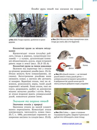 Основні групи птахів, їхнє  значення  та  охорона
99
Екологічні групи за місцем гнізду-
вання
Кроногніздні птахи (голуби) роб­
лять гнізда в деревах, кущогніздні (со-
ловей) — у кущах, дуплогніздні (сини-
ці) облаштовують дупла, нірні (стрижі)
риють нори в землі (мал. 25.3–25.4).
Екологічні групи за типом живлення
Залежно від характеру їжі у птахів
по-різному розвинені дзьоби (мал. 25.5).
Птахи можуть бути комахоїдними, як
синиці. Загостреними дзьобами вони
знімають комах з листків або дістають
зі шпарин. Зерноїдні птахи, такі як ві-
всянки, розкушують зерна, їхній дзьоб
короткий і міцний. Хижі птахи, такі як
сокіл, розривають здобич за допомогою
міцних загнутих дзьобів і кігтів. Всеїд-
ні птахи (сороки) мають універсальний
дзьоб, живляться різною їжею.
Значення та охорона птахів
Значення птахів у природі
Значення птахів на нашій планеті
важко переоцінити. Комахоїдні птахи
контролюють чисельність комах (мал.
25.7, с. 100), рослиноїдні сприяють по-
ширенню насіння та плодів (мал. 25.6).
Мал. 25.4. Міська ластівка прикріплює своє
гніздо до скель або стін будинків
Мал.25.5.Дзьоб сокола — це типовий
дзьоб хижого птаха; дзьоб дятла —
універсальний інструмент для роботи
й добування їжі; дзьоб качки дає їй
змогу успішно добувати корм у водоймі
Мал. 25.6. Сойка — один з головних
поширювачів дубів. Завдяки її діяльності
дубові ліси збільшують свою площу
Мал. 25.3. Гніздо сороки, зроблене в кроні
дерева
Сокіл
Дятел
Качка
www.e-ranok.com.ua
 