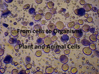 From cells to Organisms
Plant and Animal Cells
 