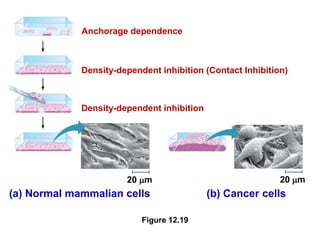 Figure 12.19
Anchorage dependence
Density-dependent inhibition (Contact Inhibition)
Density-dependent inhibition
(a) Normal mammalian cells (b) Cancer cells
20 m 20 m
 