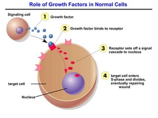 Role of Growth Factors in Normal Cells
Signaling cell
Growth factor
Growth factor binds to receptor
Receptor sets off a signal
cascade to nucleus
target cell enters
S-phase and divides,
eventually repairing
wound
target cell
Nucleus
 