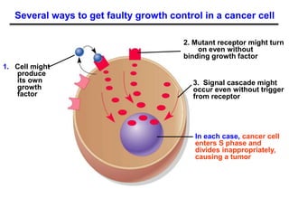 1. Cell might
produce
its own
growth
factor
Several ways to get faulty growth control in a cancer cell
2. Mutant receptor might turn
on even without
binding growth factor
3. Signal cascade might
occur even without trigger
from receptor
In each case, cancer cell
enters S phase and
divides inappropriately,
causing a tumor
 