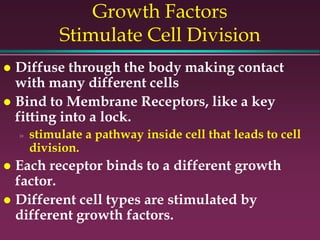 Growth Factors
Stimulate Cell Division
 Diffuse through the body making contact
with many different cells
 Bind to Membrane Receptors, like a key
fitting into a lock.
» stimulate a pathway inside cell that leads to cell
division.
 Each receptor binds to a different growth
factor.
 Different cell types are stimulated by
different growth factors.
 