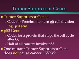 Tumor Suppressor Genes
 Tumor Suppressor Genes
» Code for Proteins that turn off cell division
e.g. p53 gene
 p53 Gene
» Codes for a protein that stops the cell cycle
after G1
» Half of all cancers involve p53
 One mutant Tumor Suppressor Gene
does not cause cancer....Why?
 
