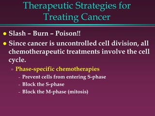 Therapeutic Strategies for
Treating Cancer
 Slash – Burn – Poison!!
 Since cancer is uncontrolled cell division, all
chemotherapeutic treatments involve the cell
cycle.
» Phase-specific chemotherapies
– Prevent cells from entering S-phase
– Block the S-phase
– Block the M-phase (mitosis)
 